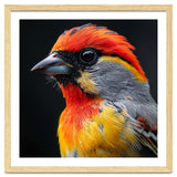 Close Up Of Colorful Bird With Red Orange Yellow Feathers thumbnail