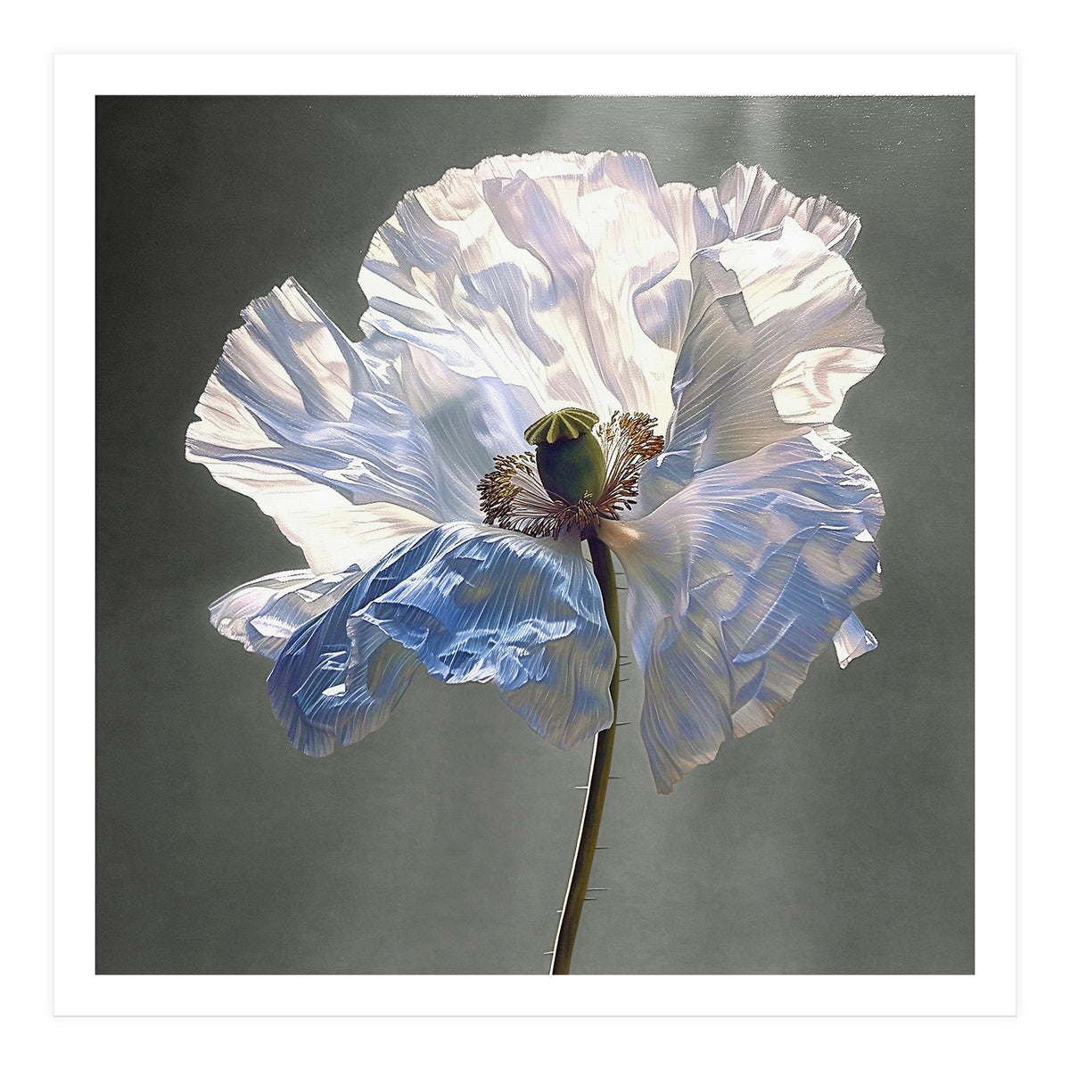 Shirley Poppy | Morning Silk (Print Only)