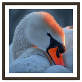 Close Up Of A White Swan With Water Droplets thumbnail