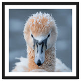 Majestic Swan Covered In Frost And Snow thumbnail