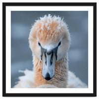 Majestic Swan Covered In Frost And Snow