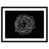 Backyard Flowers In Black And White No 110 thumbnail