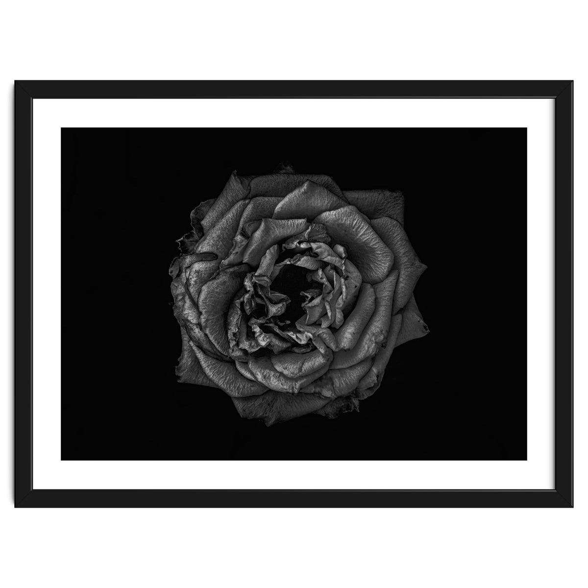 Backyard Flowers In Black And White No 110