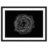 Backyard Flowers In Black And White No 110