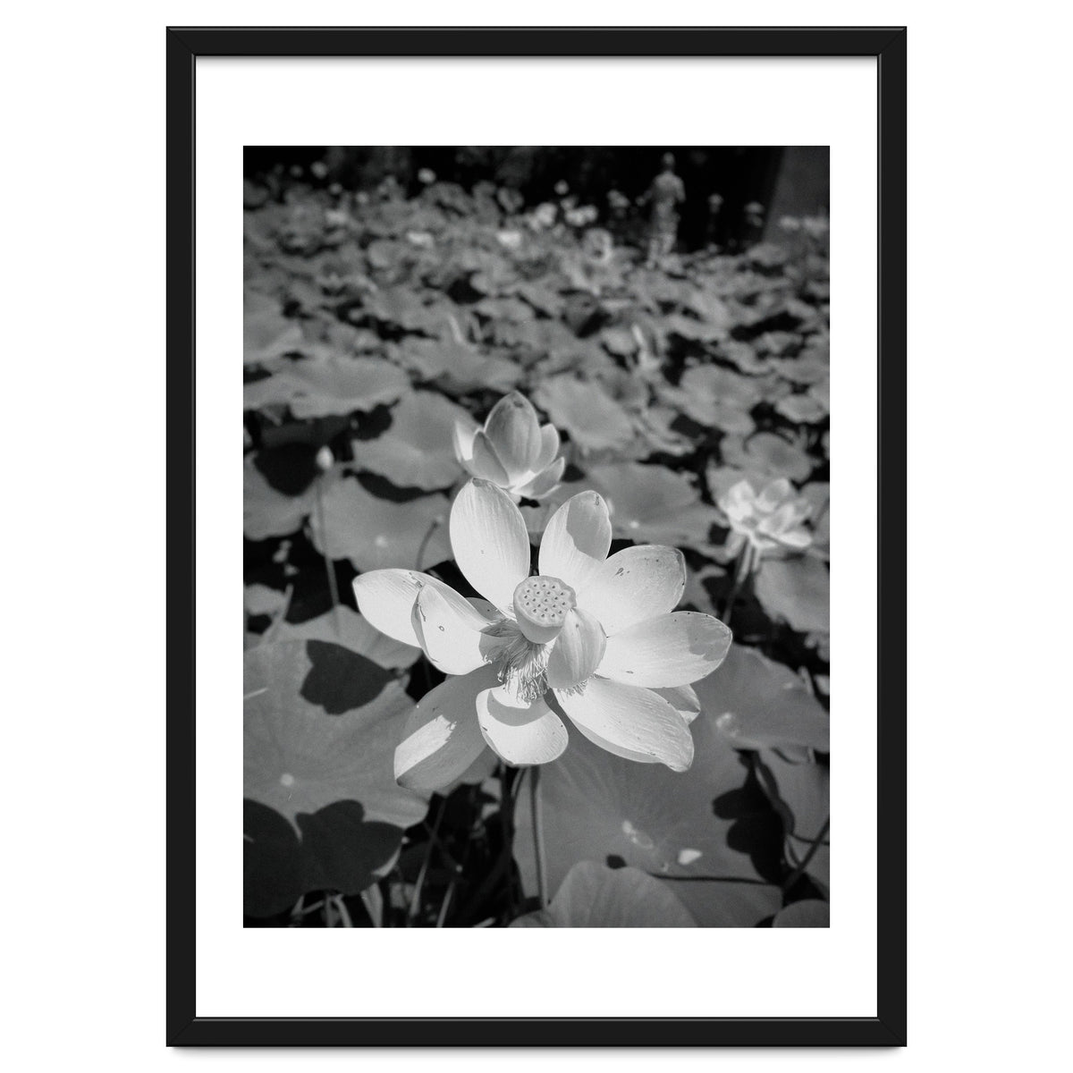 Hylas | Black & White