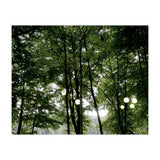 Light bulb among the trees in the summer forest (Print Only) thumbnail