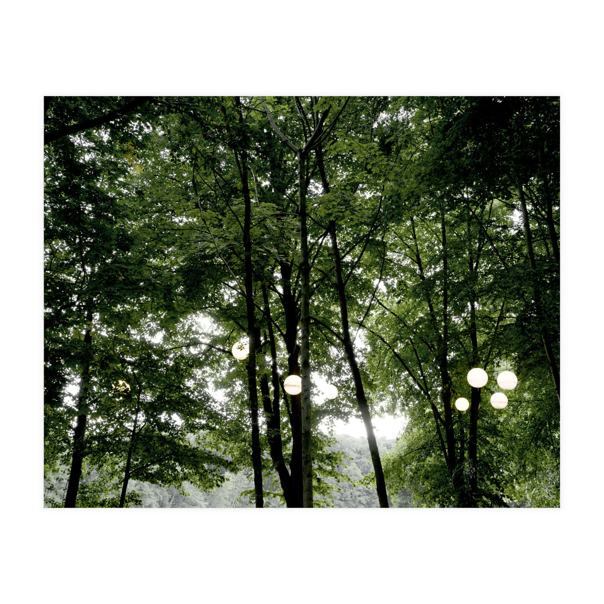 Light bulb among the trees in the summer forest (Print Only)
