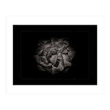 Backyard Flowers In Black And White No 81 with Border (Print Only) thumbnail