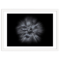 Backyard Flowers In Black And White No 66 Flow Version