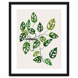 Monstera Obliqua Plant thumbnail
