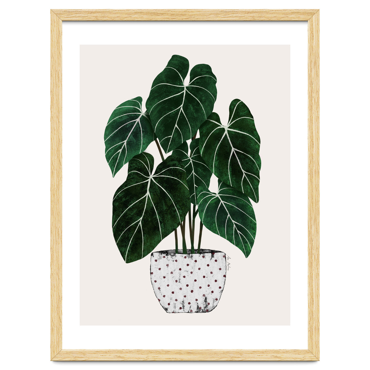 Philodendron Plant