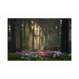 Rhododendron forest (Print Only) thumbnail