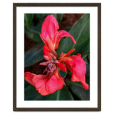 Red Indian Shot Flower thumbnail