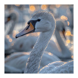 Majestic Swan Close Up With Water Droplets (Print Only) thumbnail