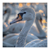 Majestic Swan Close Up With Water Droplets (Print Only) thumbnail