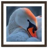 Close Up Of A White Swan With Water Droplets thumbnail