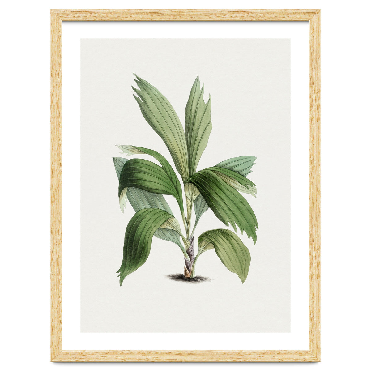 Areca Palm (Hand Drawn Botanical Illustration)