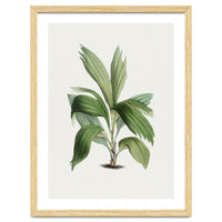 Areca Palm (Hand Drawn Botanical Illustration)
