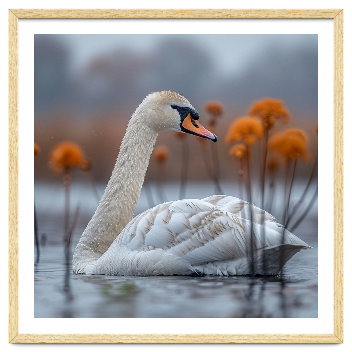 White Swan Swimming In A Lake With Reeds