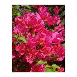 Pink Bougainvillea Flowers (Print Only) thumbnail