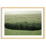 Small forest - Iceland thumbnail