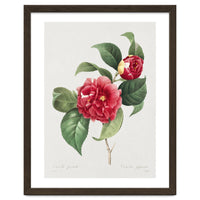 Pierre-Joseph Redouté – Finest Flowers and Fruits (1833)
