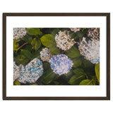 Hydrangeas | Landscape thumbnail