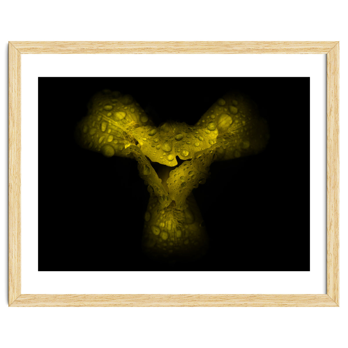 Backyard Flowers No 70 Color Version