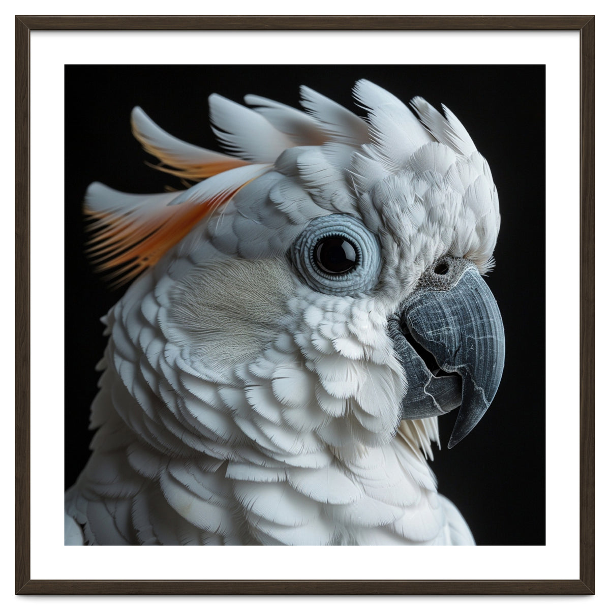 White Cockatoo Parrot With Orange Crest