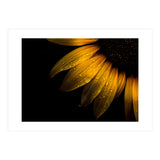 Backyard Flowers No 28 Sunflower (Print Only) thumbnail