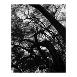Tree Black Silhouette (Print Only) thumbnail