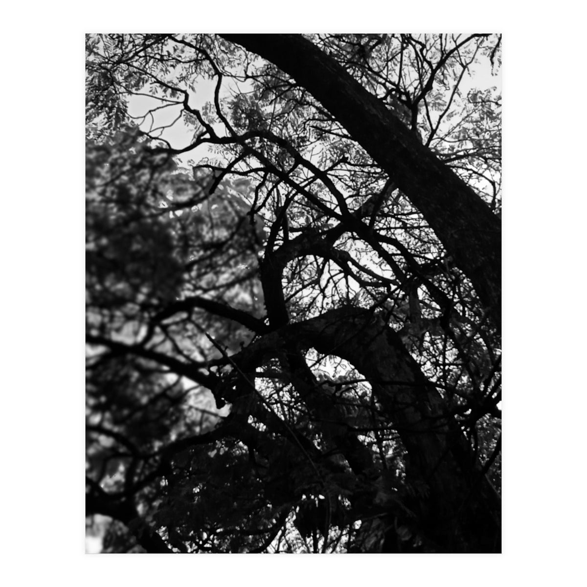 Tree Black Silhouette (Print Only)