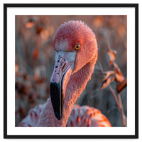 Close Up Of A Pink Flamingo Head In Sunlight