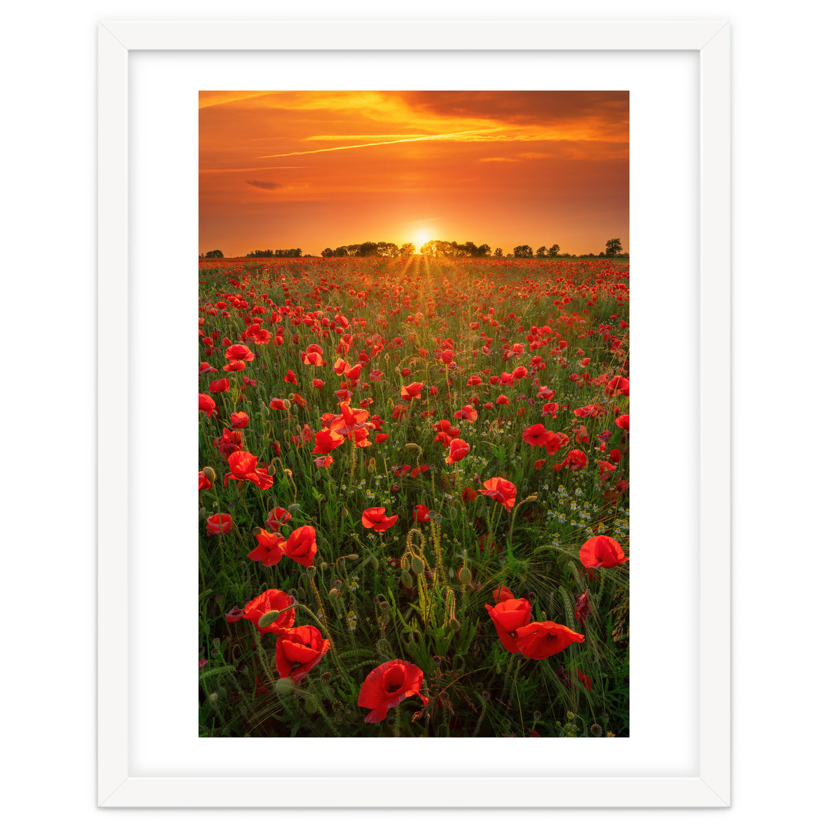 Poppies At Sunset