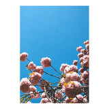 Pink Summer (Print Only) thumbnail
