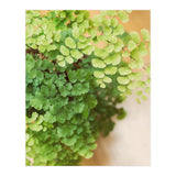 Maidenhair Queen (Print Only) thumbnail