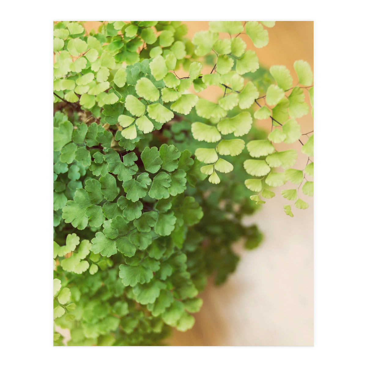 Maidenhair Queen (Print Only)