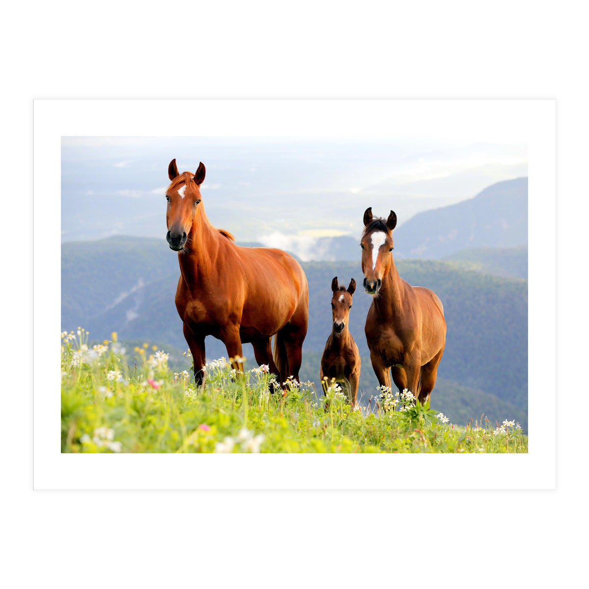 Three Horses (Print Only)