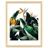 Paradise Bird, Nature Botanical Plant Floral, Tropical Garden Watercolor Painting thumbnail