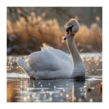 Majestic Swan On Calm Water During Sunset Nature Scene (Print Only) thumbnail