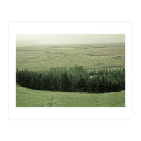 Small forest - Iceland (Print Only)