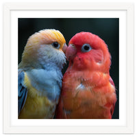 Two Lovebirds Nuzzling Close Up Portrait