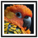 Close Up Of A Sun Conure Parrot's Head thumbnail