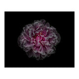 Backyard Flowers No 116 Color Version (Print Only) thumbnail