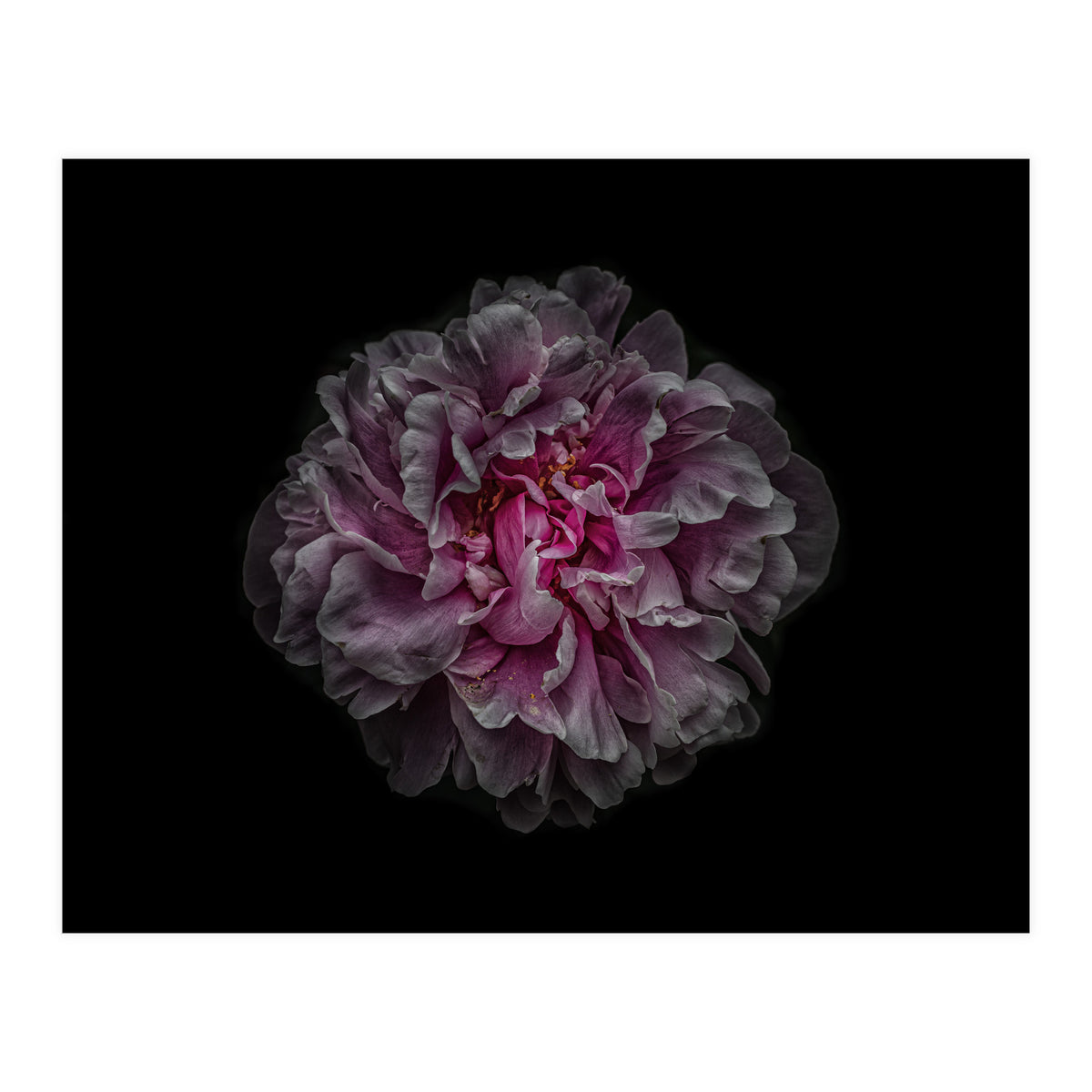 Backyard Flowers No 116 Color Version (Print Only)