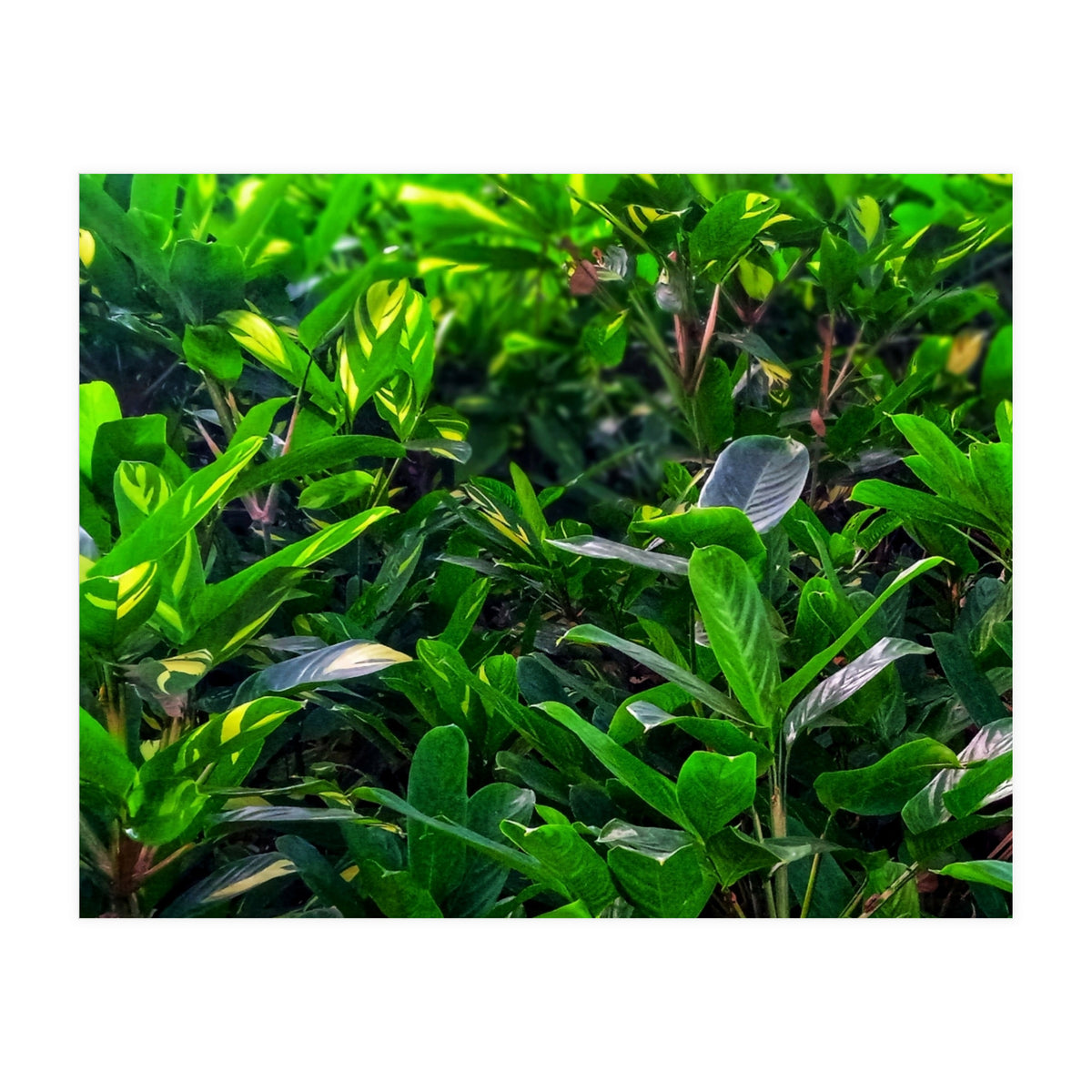 Green House Plant Leaves (Print Only)