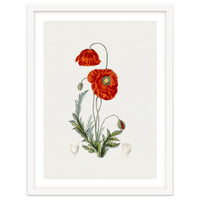 Red Poppy (Hand Drawn Illustration)