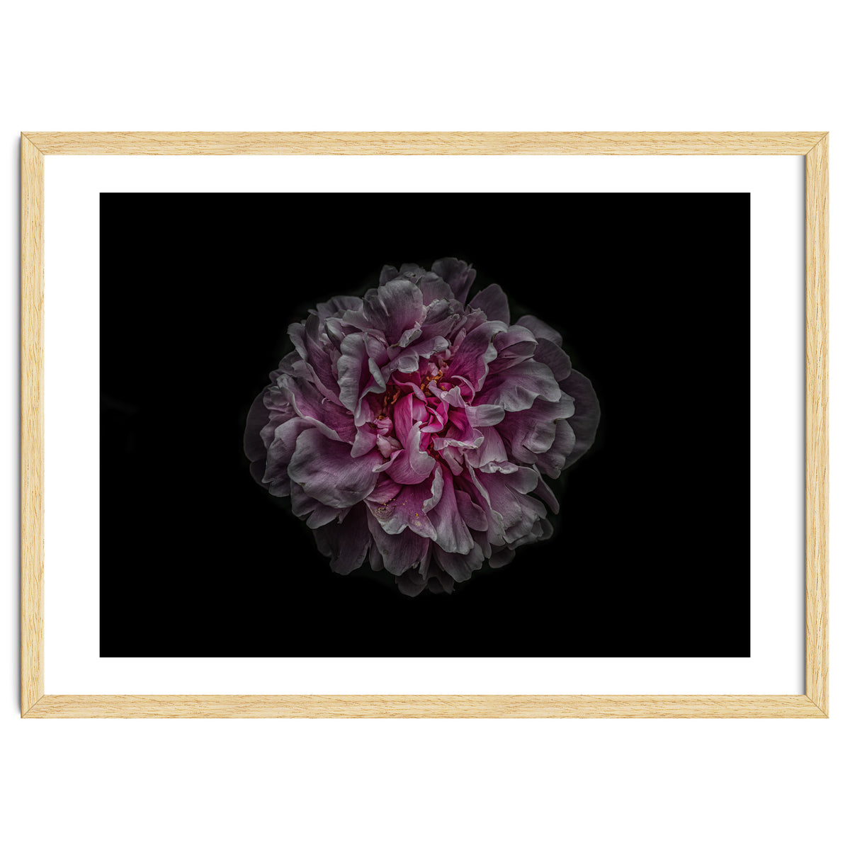 Backyard Flowers No 116 Color Version