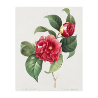 Pierre-Joseph Redouté – Finest Flowers and Fruits (1833) (Print Only)