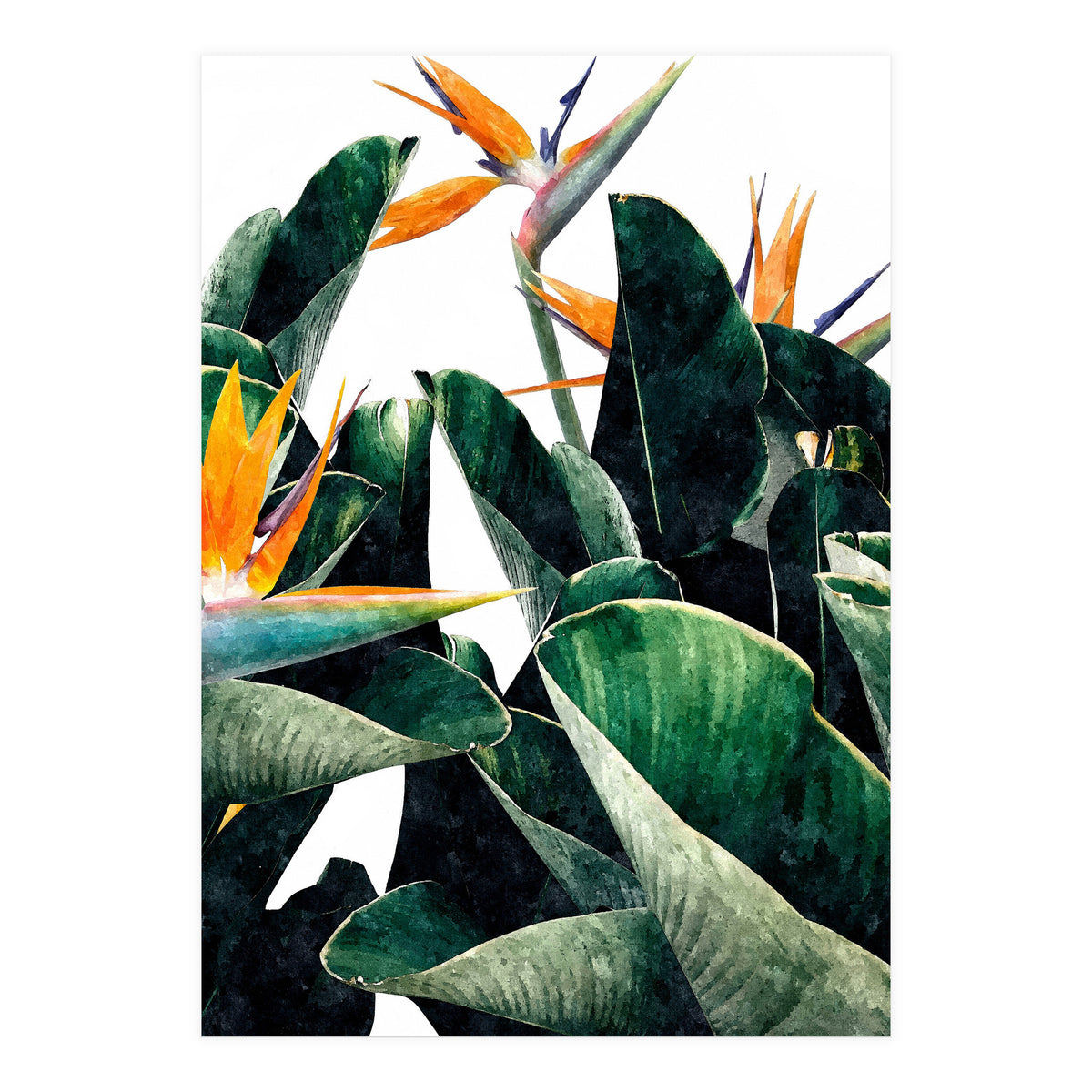 Paradise Bird, Nature Botanical Plant Floral, Tropical Garden Watercolor Painting (Print Only)